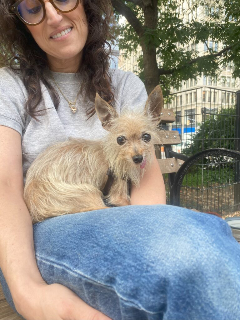 Small Yorkie-Italian greyhound mix named Betsy.