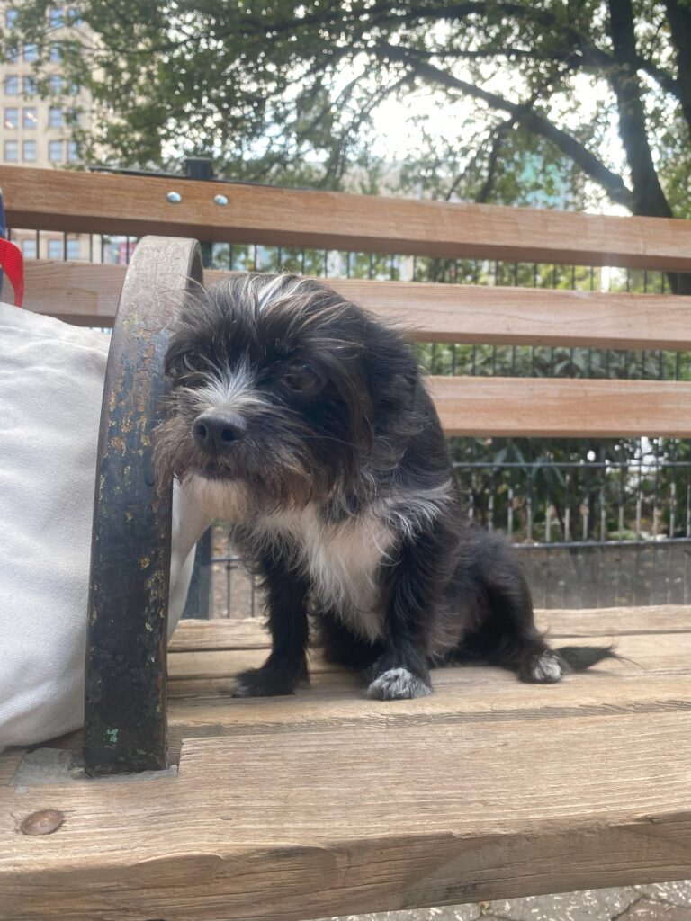 Small black and white Havanese-dachshund mix named Bobo