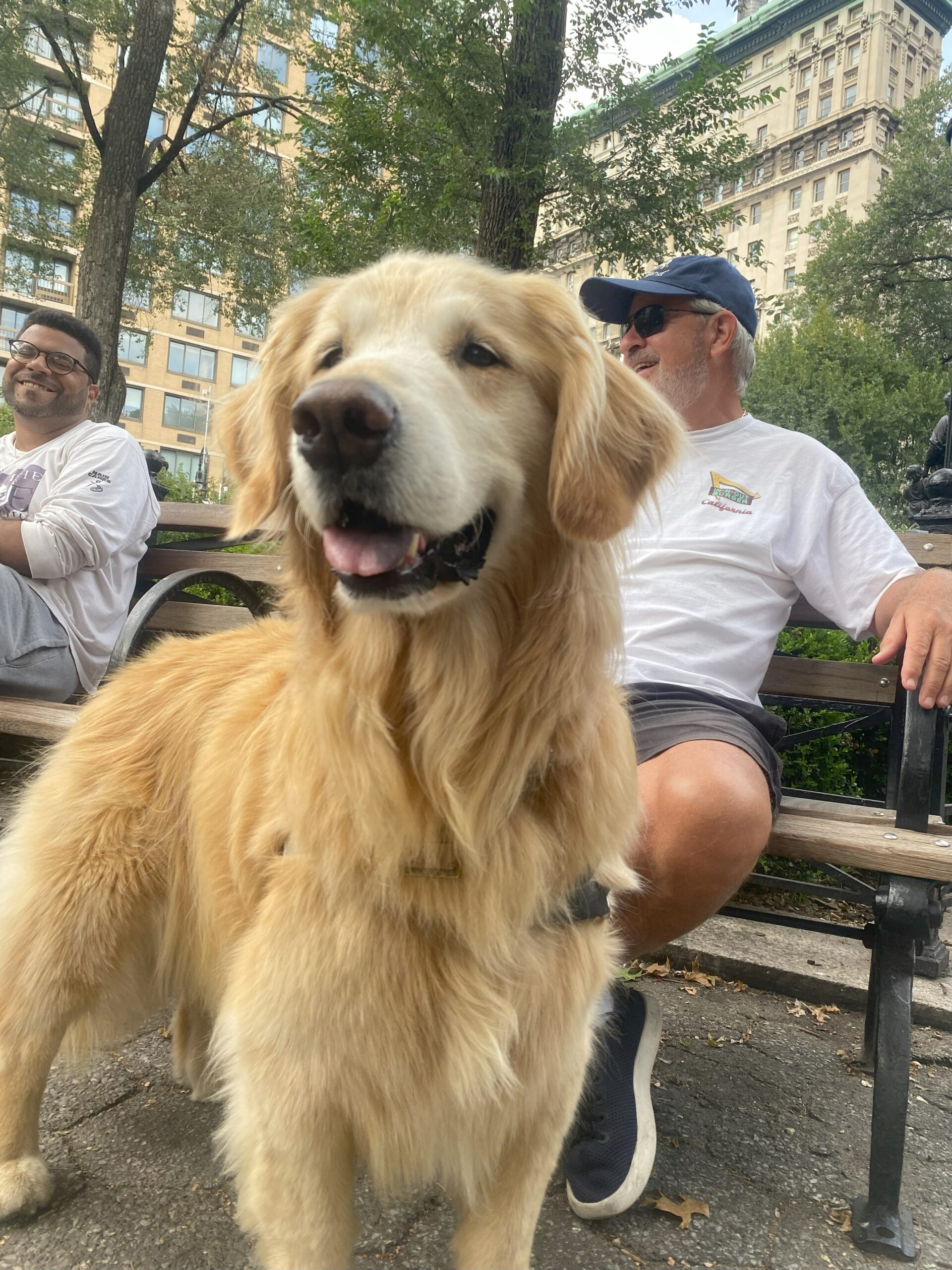 Golden retriever named Brody