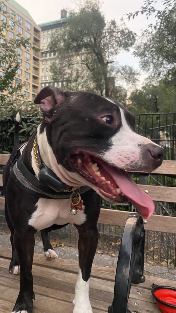 Big black and white pit bull named Kobe