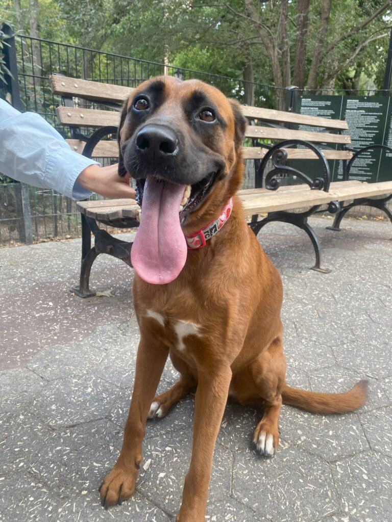 Rhodesian ridgeback-German shepherd mix named Valla sticking her tongue out.