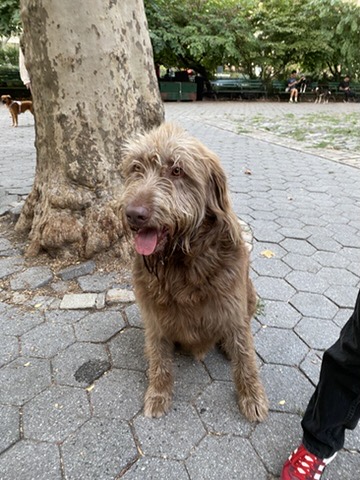 A brown Irish wolfhound-lab-poodle mix with his tongue out stands on hexagonal tiled pavement in front of a tree.