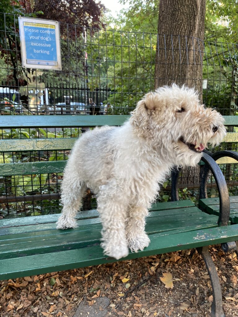 Cream-colored wire-fox terrier, with his mouth open, sitting on a green park bench.