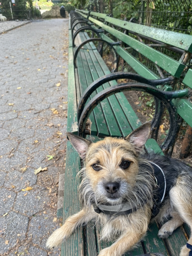 A brown and black Chihuahua/Schnauzer/Australian cattle dog/beagle mix, sits on a green park bench.