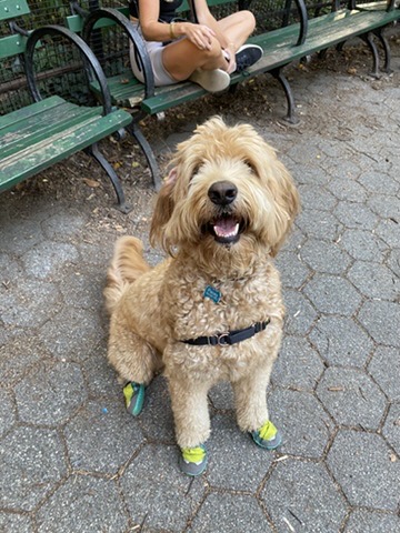 Goldendoodle, wearing neon shoes, smiles up at the camera.