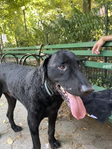 A black curly-coated retriever sticks his tongue out in front of a green park bench.