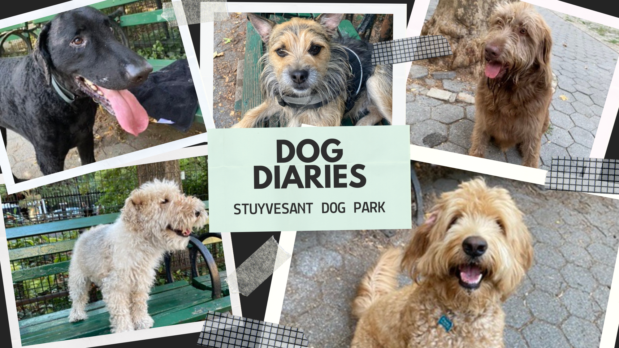 Photo collage of five dogs. Central text reads, “Dog Diaries, Stuyvesant Dog Park.”