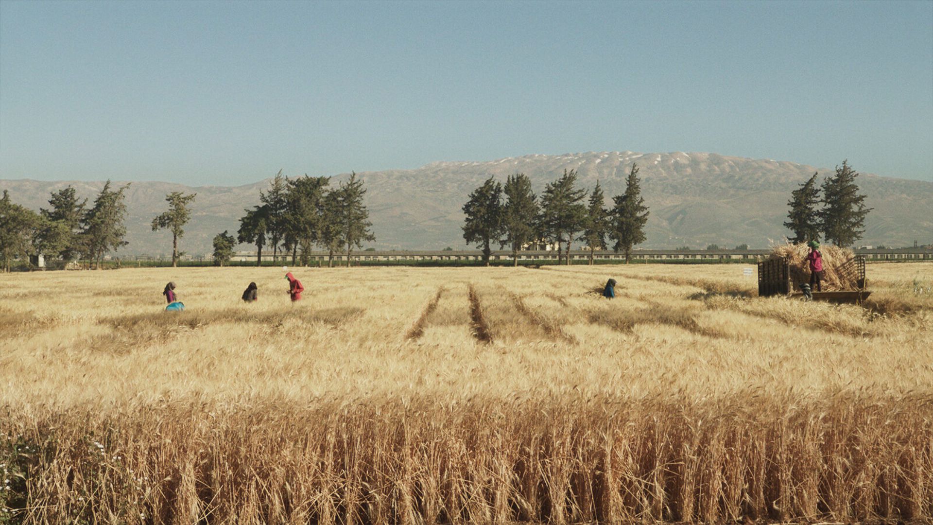 Image of people harvesting crops in a golden field in Lebanon, with a mountain range in the background.