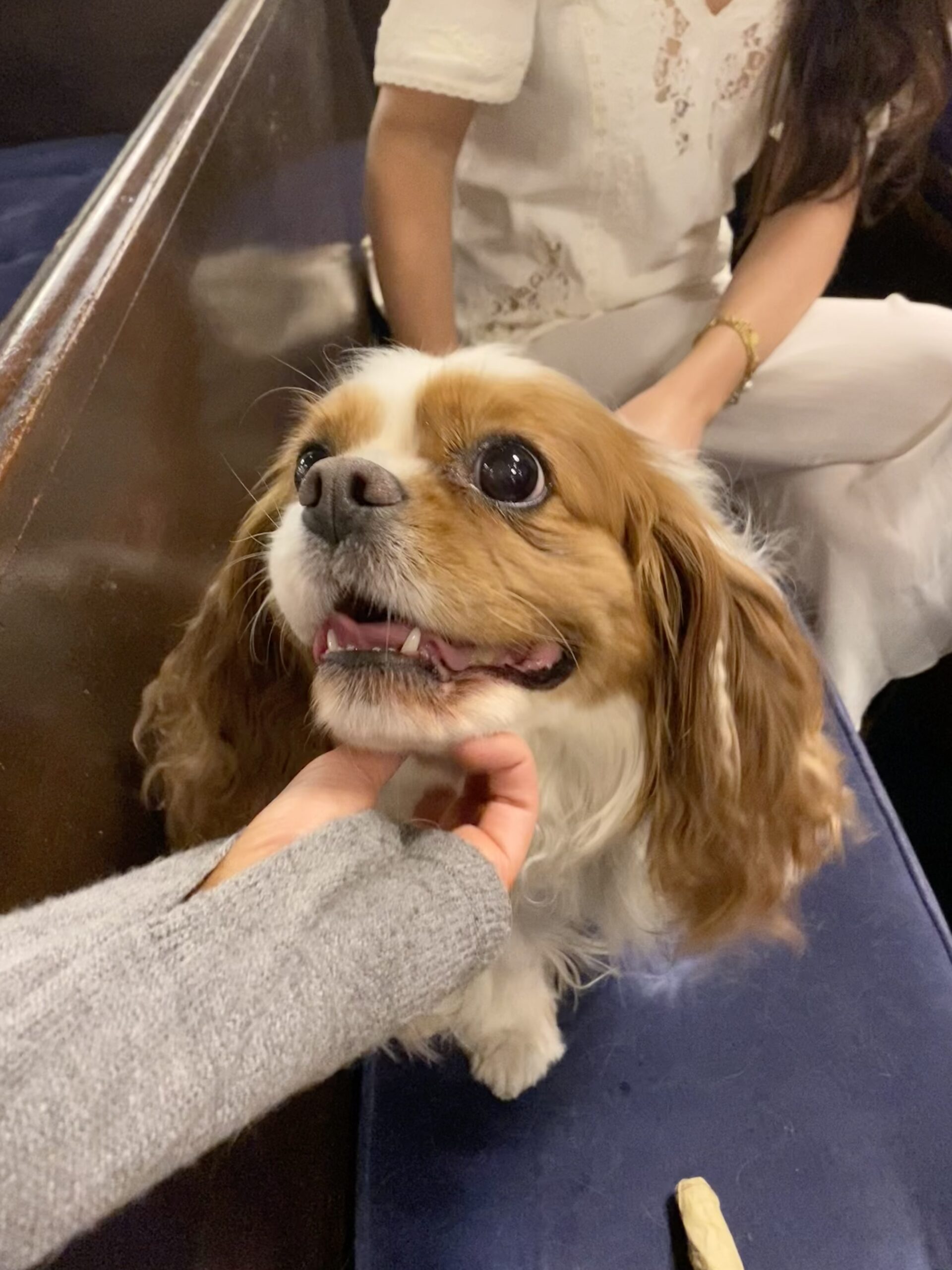 A brown-and-white Cavalier King Charles sitting in a pew, being scratched under the chin.