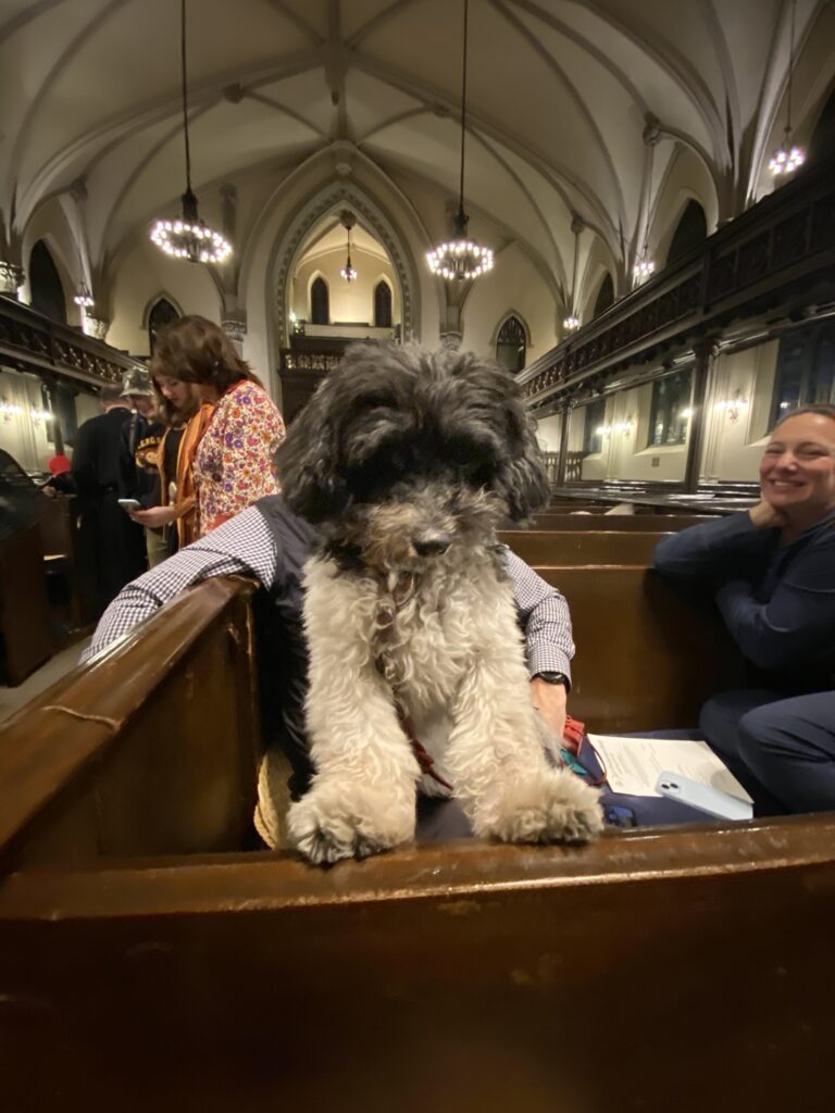 A Havanese dog, front paws perched on a pew, sitting on her owner’s lap, looking into the camera. 