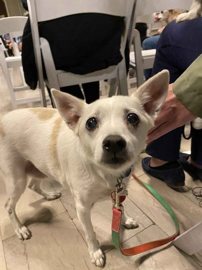 A white dog with a red and green leash looking into the camera.