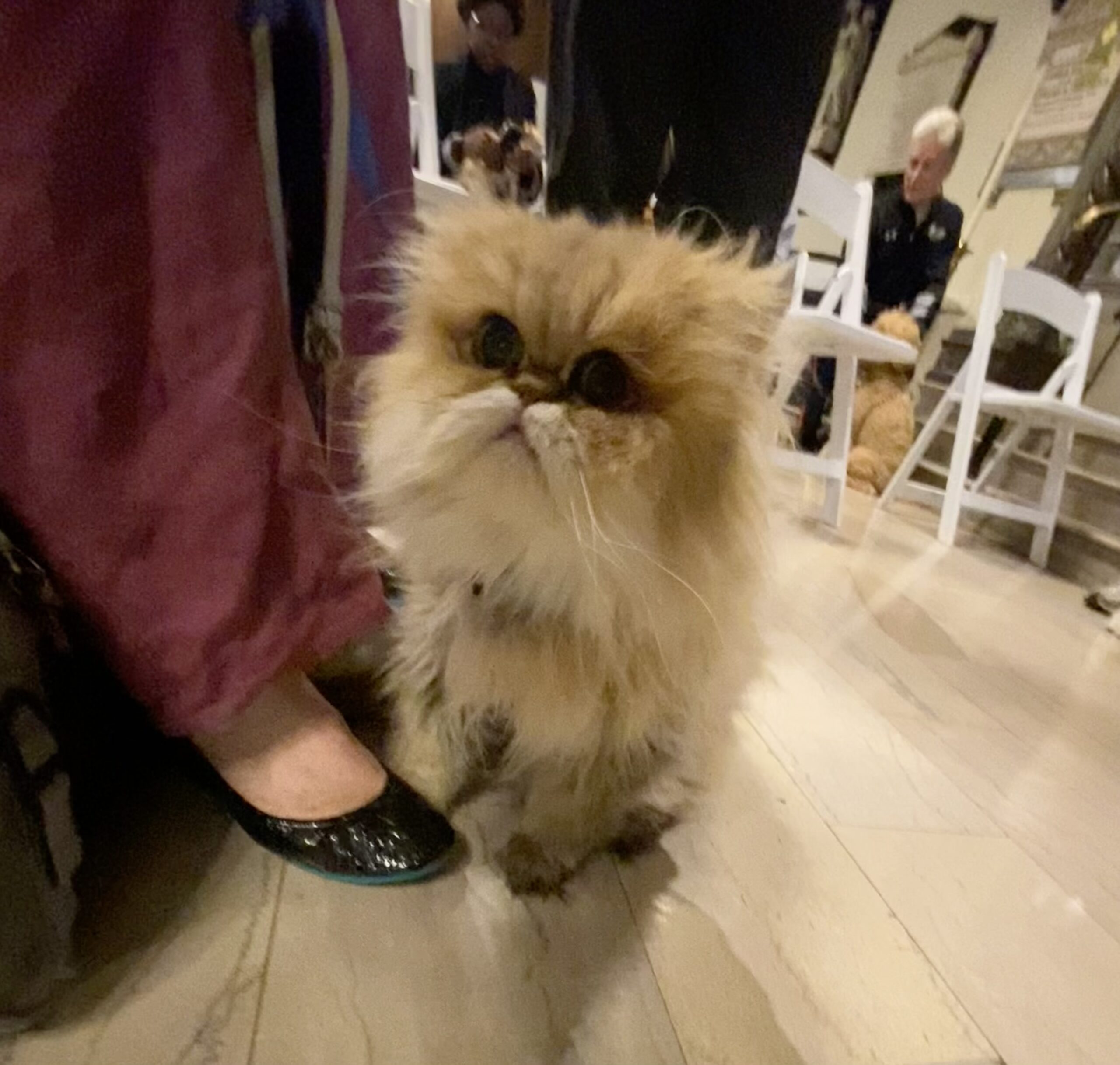 A Persian cat sits on a tile floor at her owner’s feet, looking into the camera.