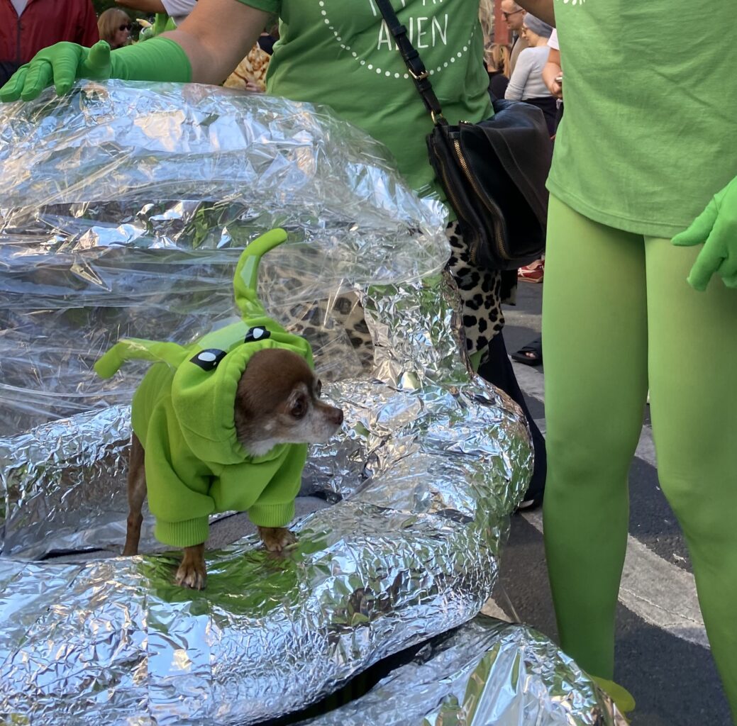 Close-up shot of a chihuahua, who sits in a foil-covered stroller, wearing a green alien costume.