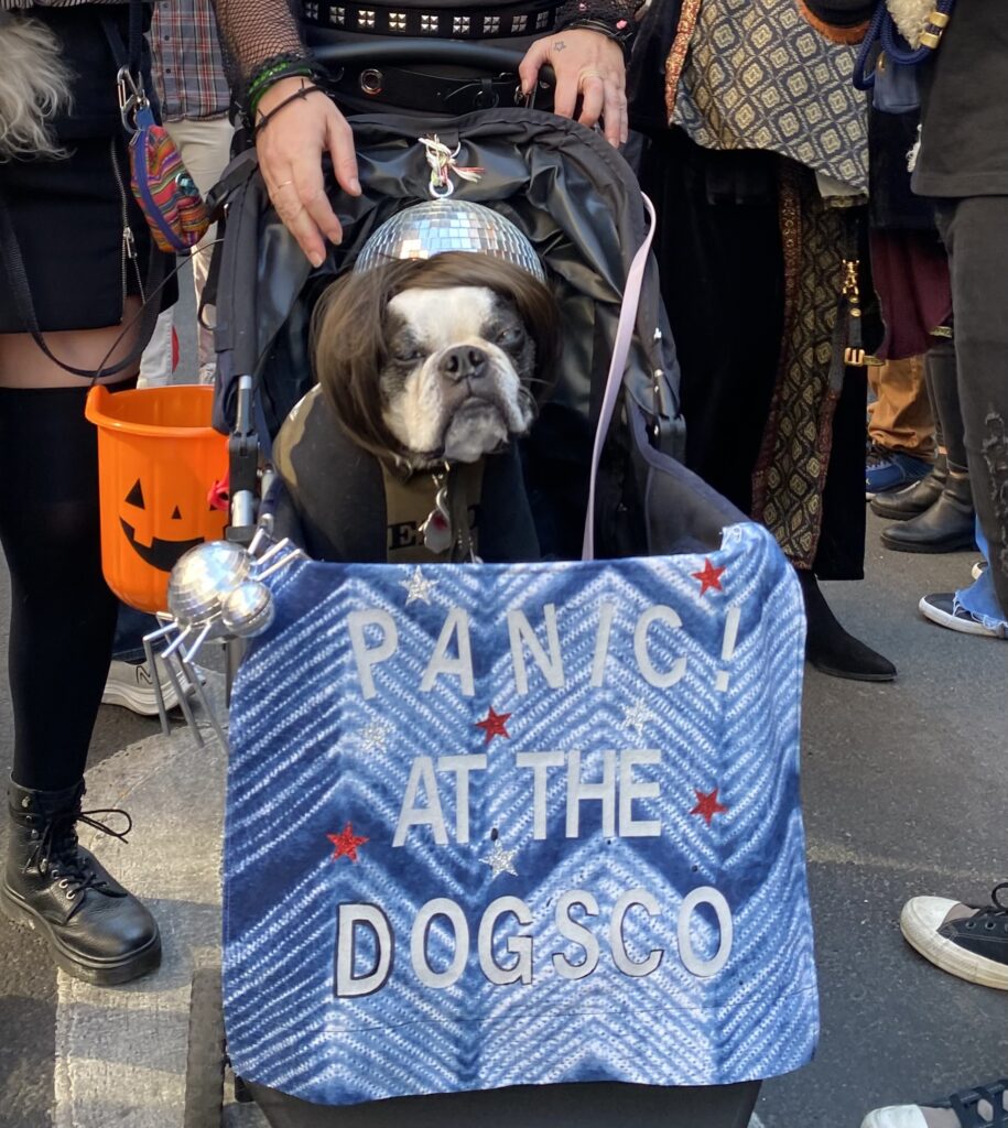 Close-up image of a Boston terrier, who sits in a stroller, wearing a brown wig, behind a sign that reads, "Panic! At The Dogsco."