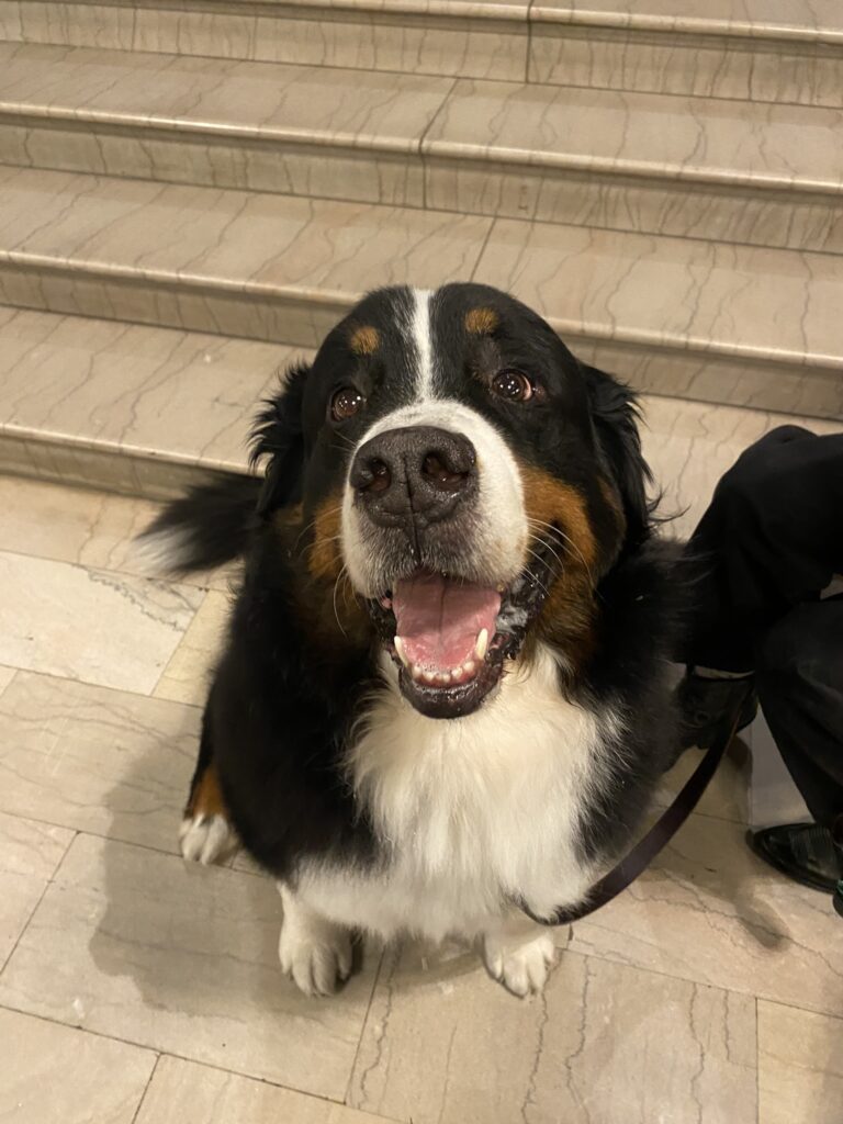 A Bernese mountain dog, with its mouth open, sits on a tile floor and looks up at the camera. 
