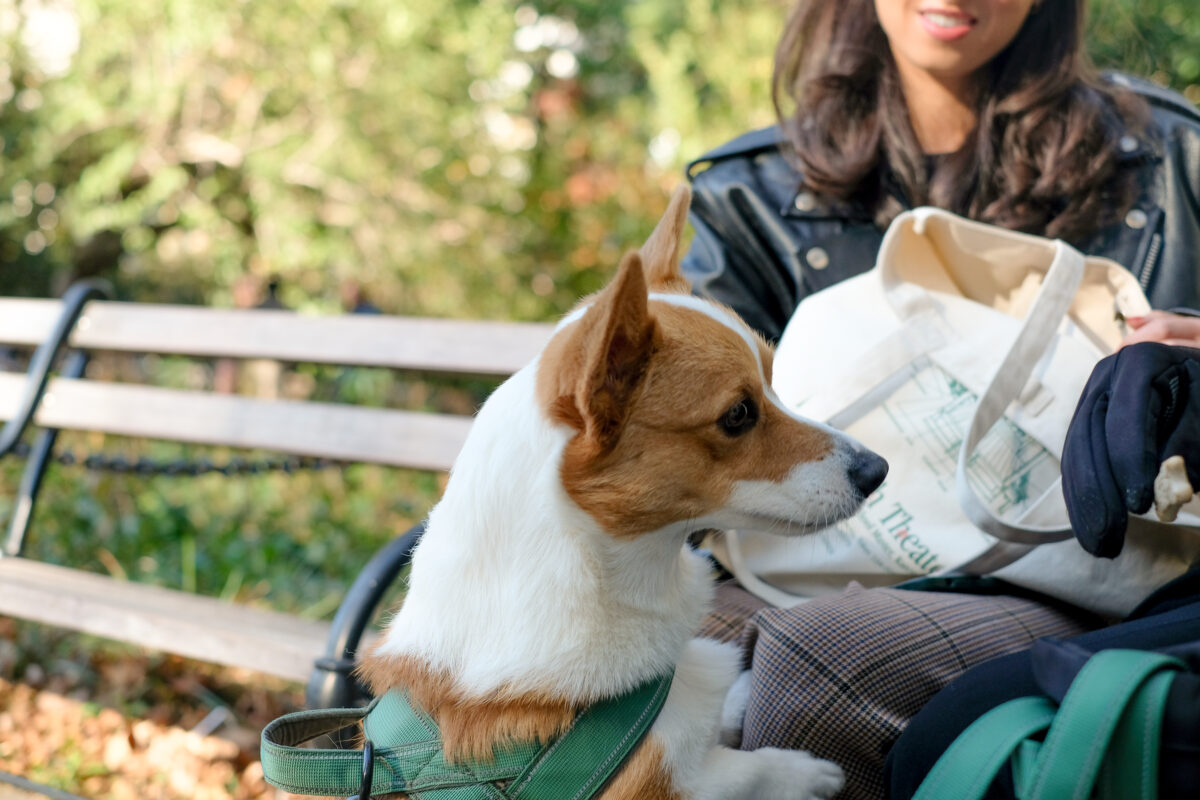 In the background, a woman in a black leather jacket sits on a park bench. In the foreground, a corgi in a green harness faces the right.