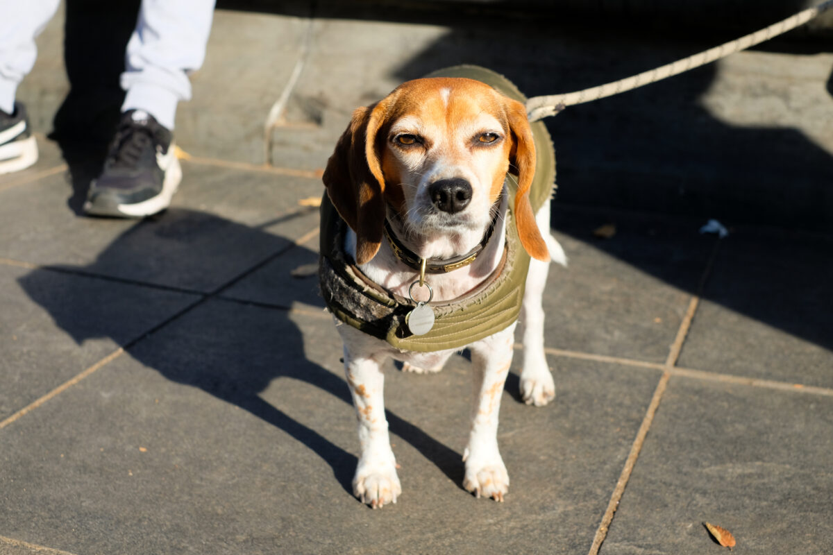 A beagle in a green jacket squints directly at the camera, lit up by the sun.