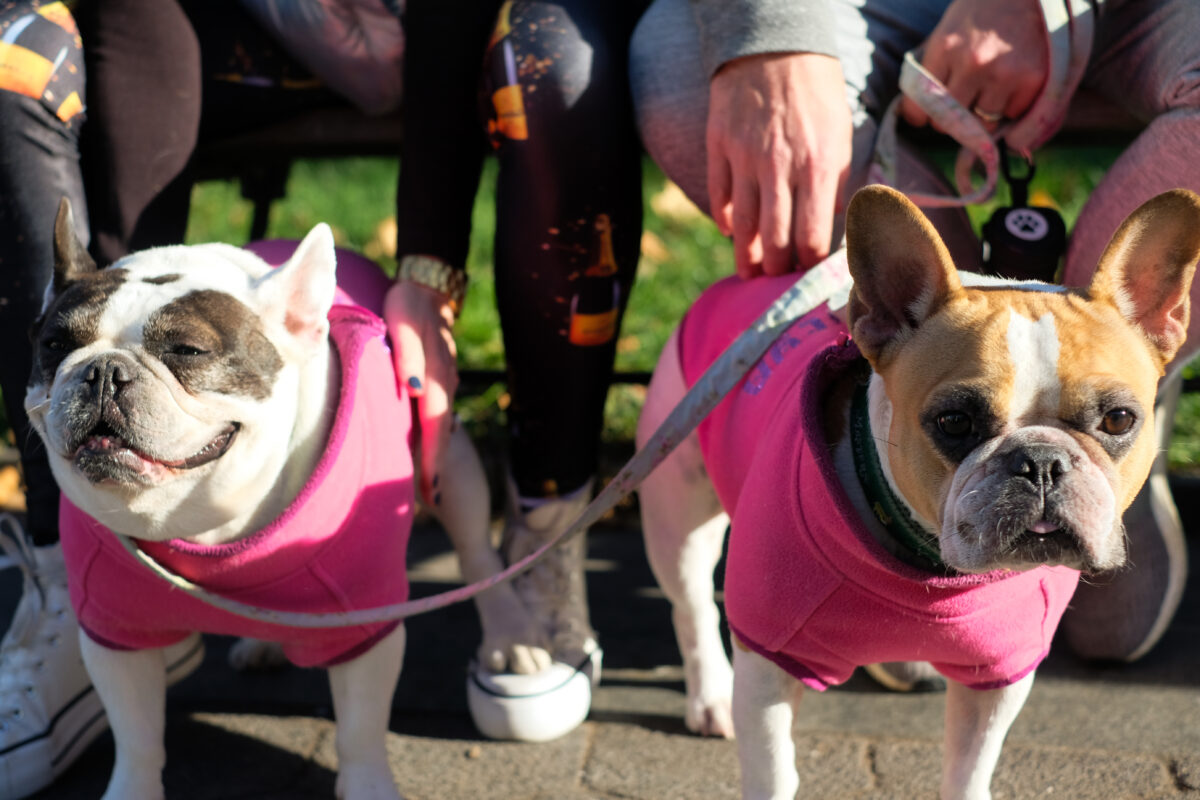 Two French bulldogs, one brown and white, one tan and white, each in matching pink sweaters, look towards the camera.