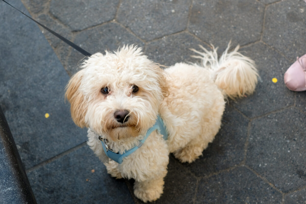 A light, tan-colored miniature goldendoodle in a teal harness, sitting on gray pavement, looks up at the camera.