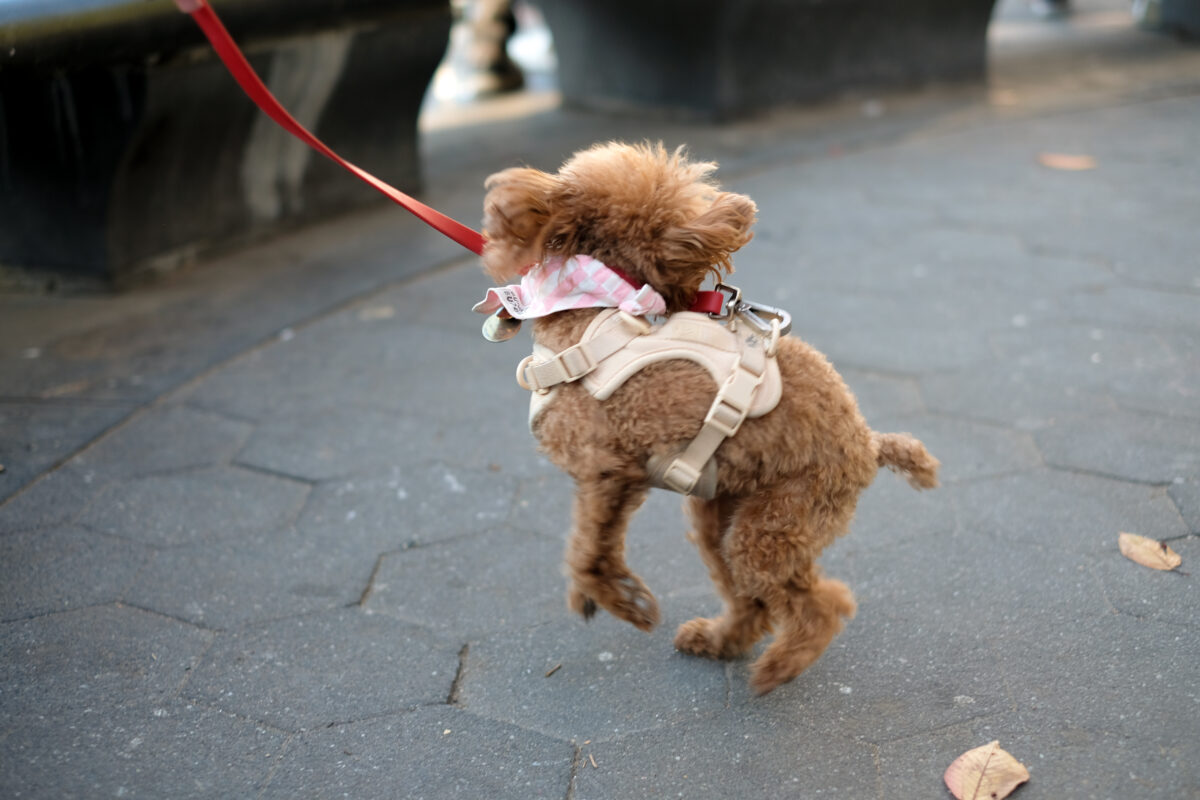 A tiny, reddish-brown toy poodle jumps in excitement. 